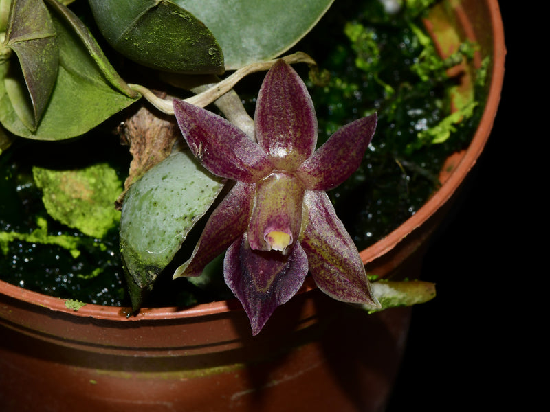 Epidendrum sophronitis