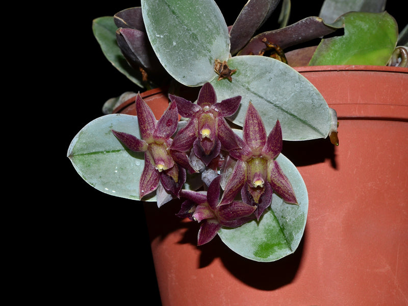 Epidendrum sophronitis