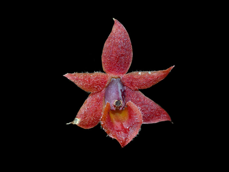 Epidendrum sophronitoides