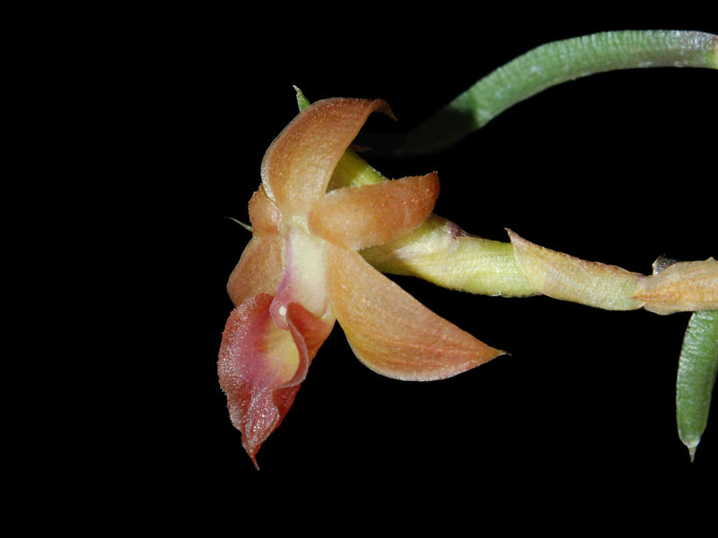 Epidendrum sophronitoides