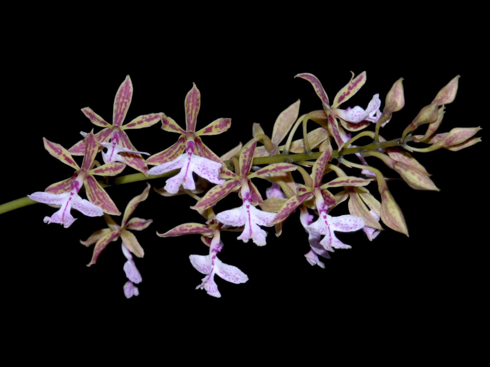 Epidendrum stamfordianum