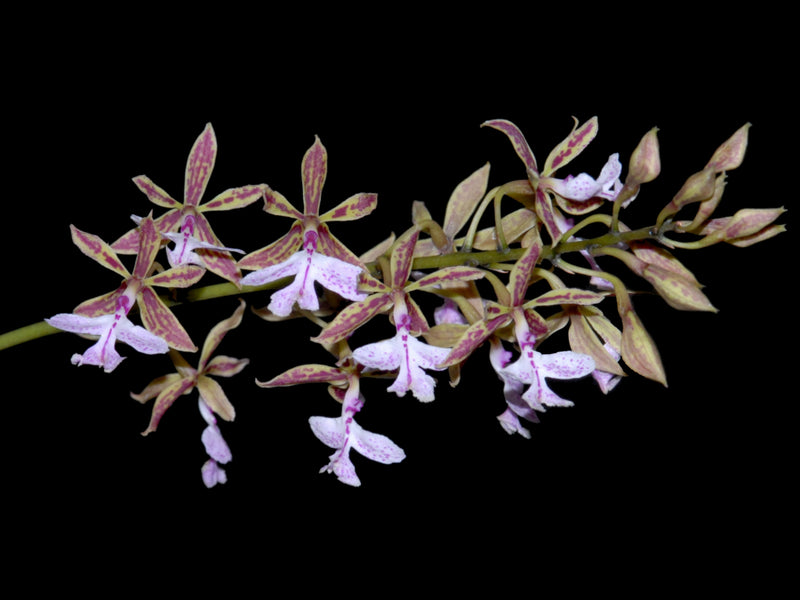 Epidendrum stamfordianum