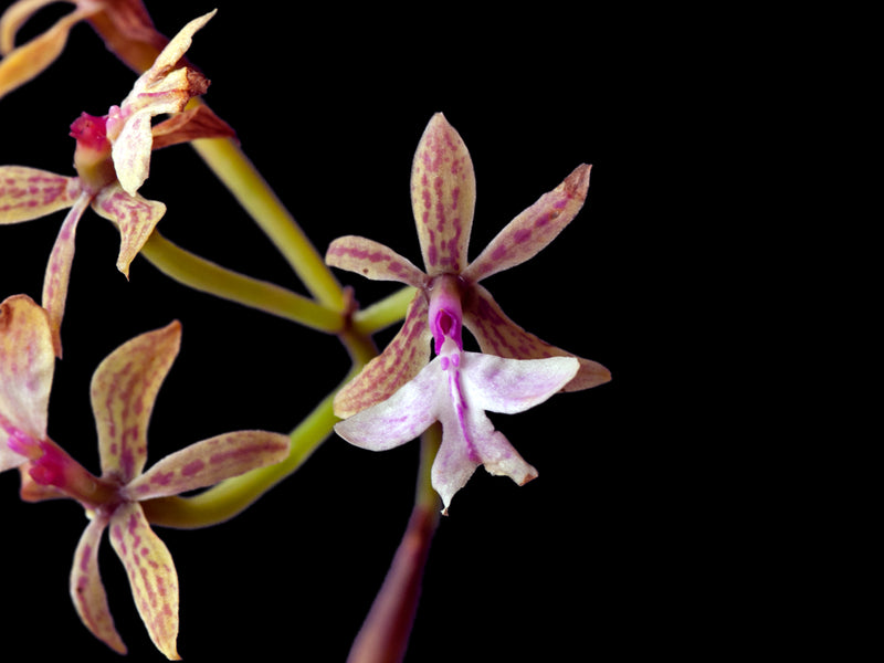 Epidendrum stamfordianum