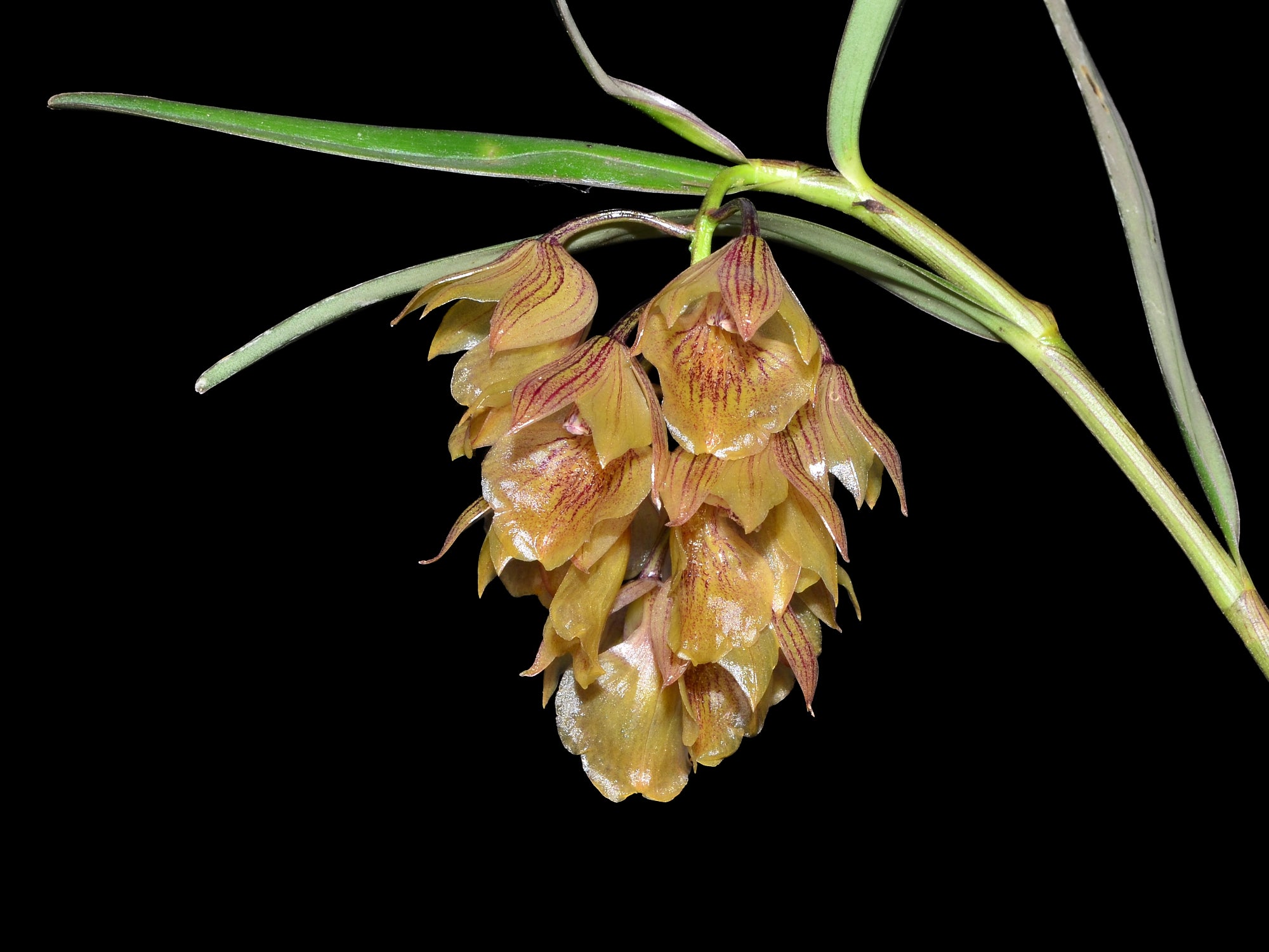 Epidendrum suavis