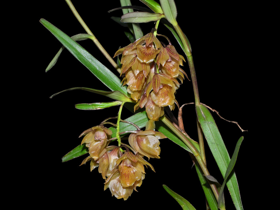 Epidendrum suavis