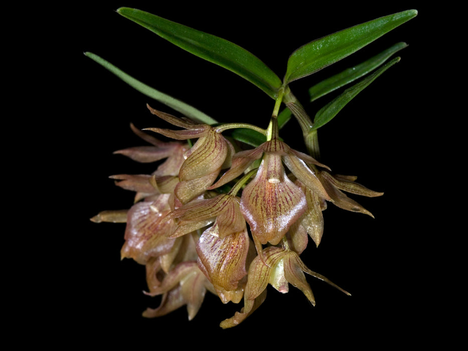 Epidendrum suavis