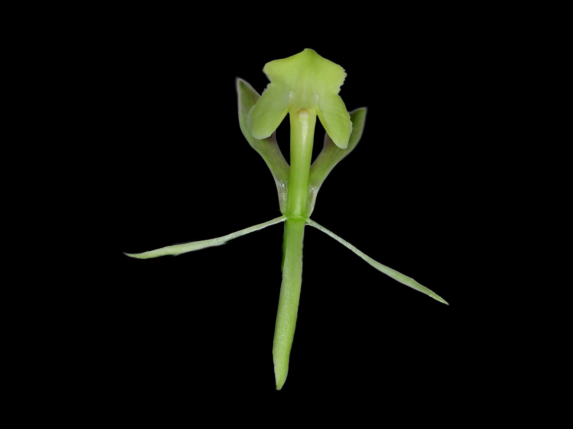 Epidendrum suinii – Intermediate Slender Reed-Stem Orchid from Ecuador ...