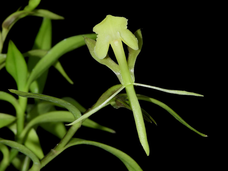 Epidendrum suinii