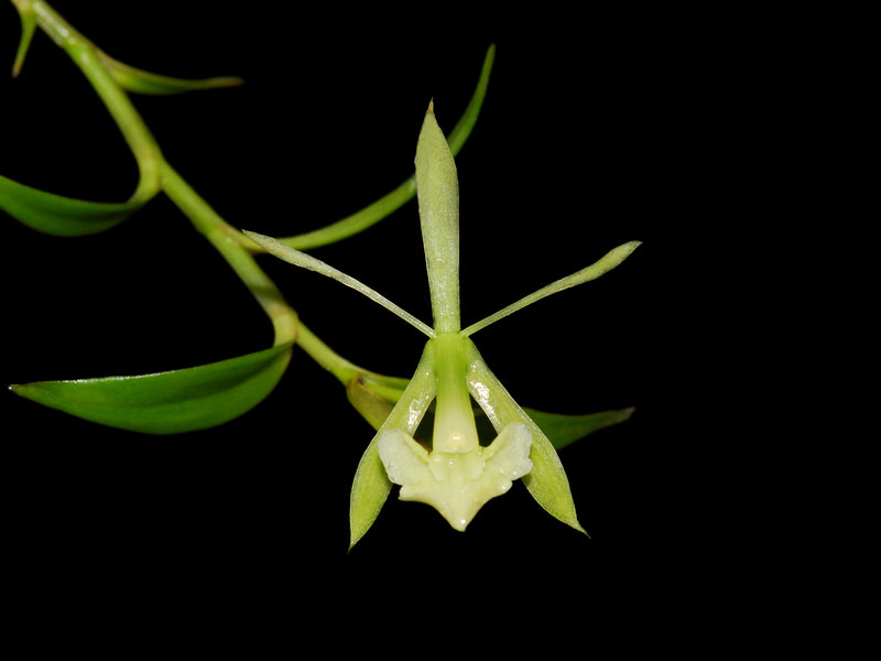 Epidendrum suinii