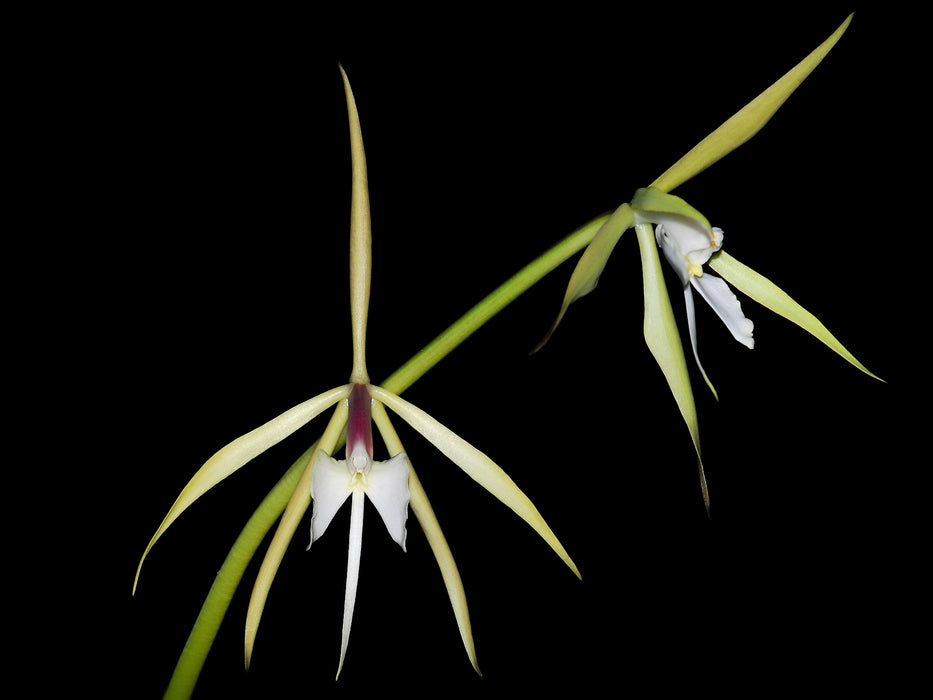 Epidendrum tridens