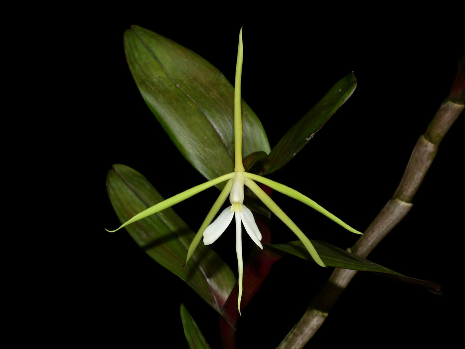 Epidendrum tridens