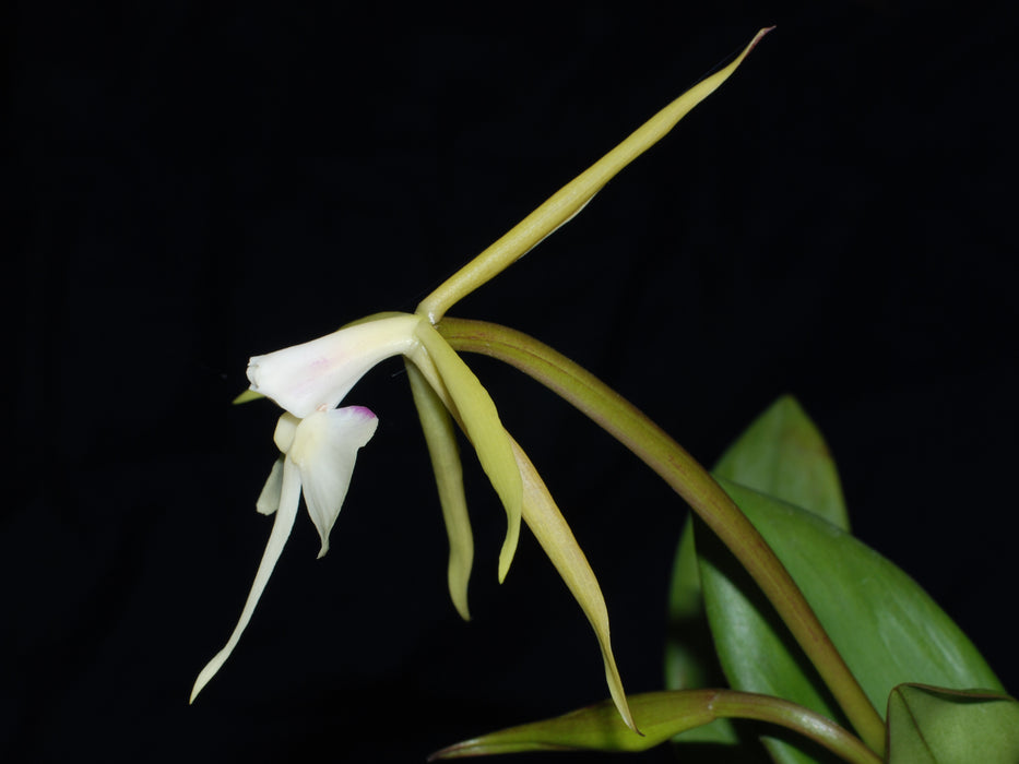 Epidendrum tridens