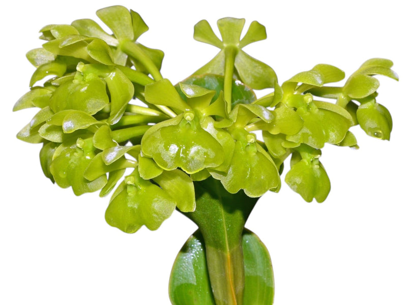 Epidendrum upanodifforme