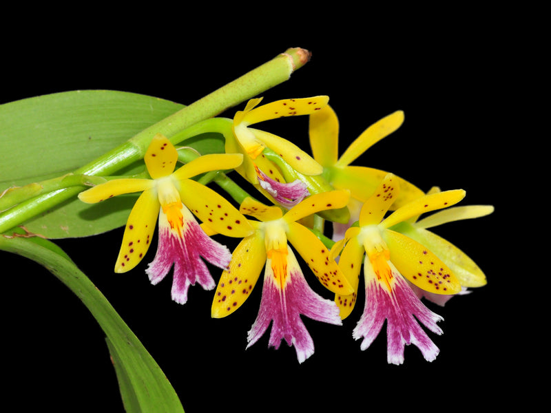 Epidendrum wallisii