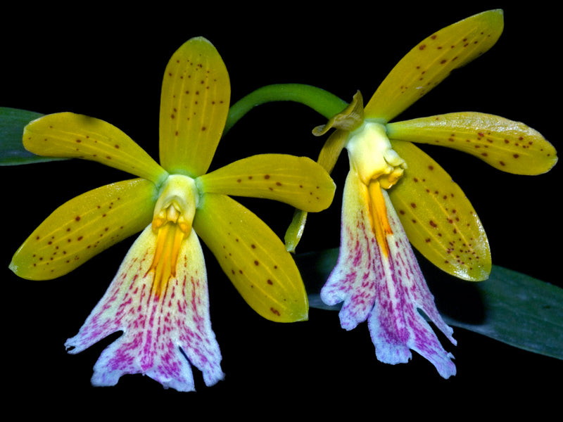 Epidendrum wallisii