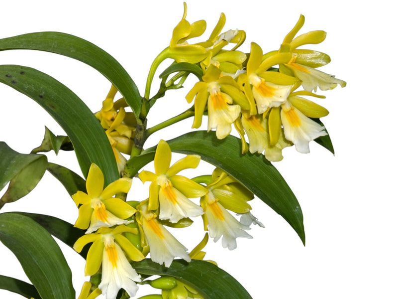 Epidendrum wallisii f. xanthinum