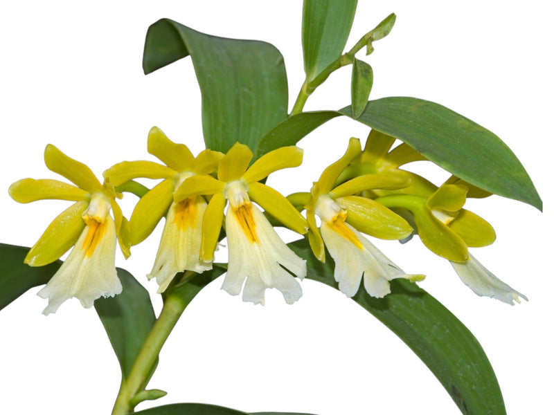 Epidendrum wallisii f. xanthinum