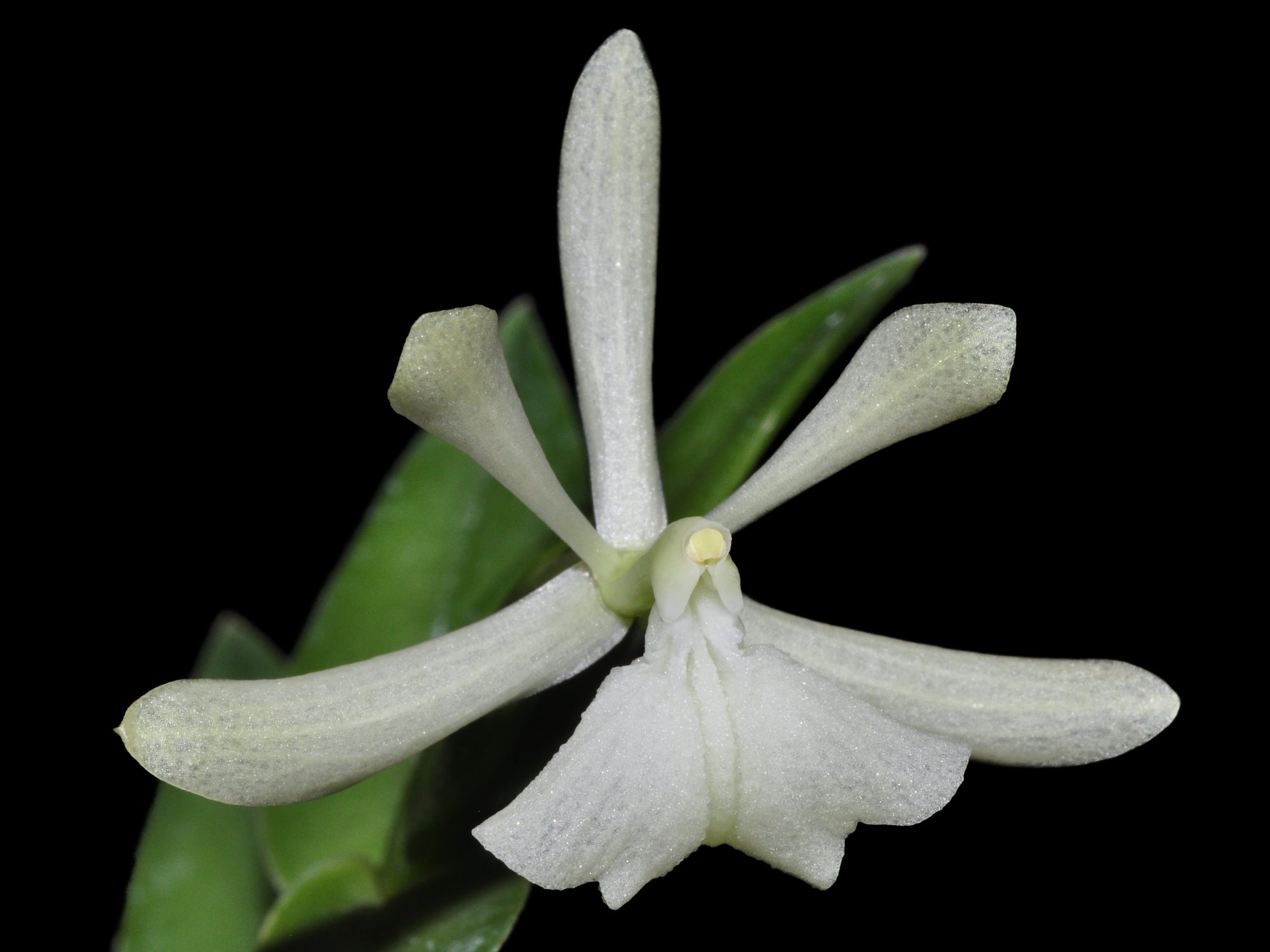Epidendrum whittenii