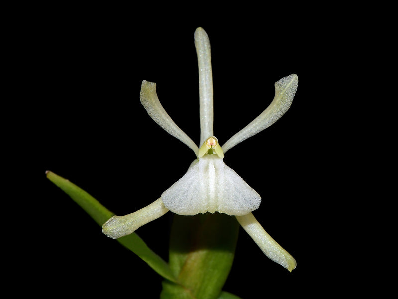 Epidendrum whittenii