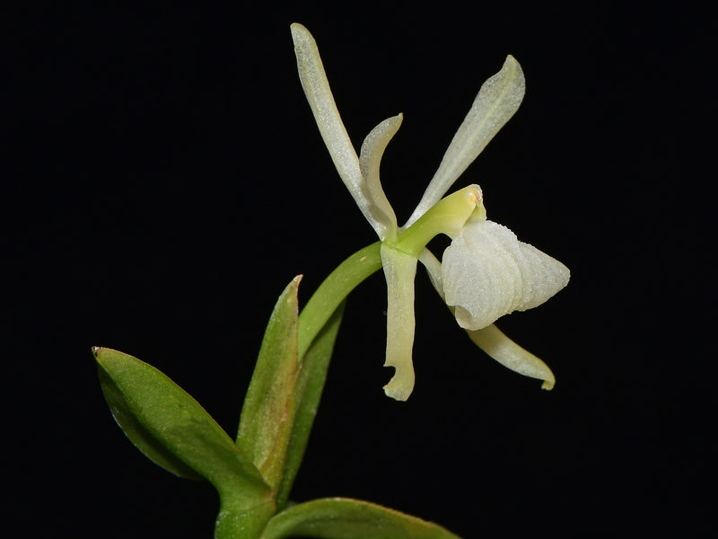 Epidendrum whittenii