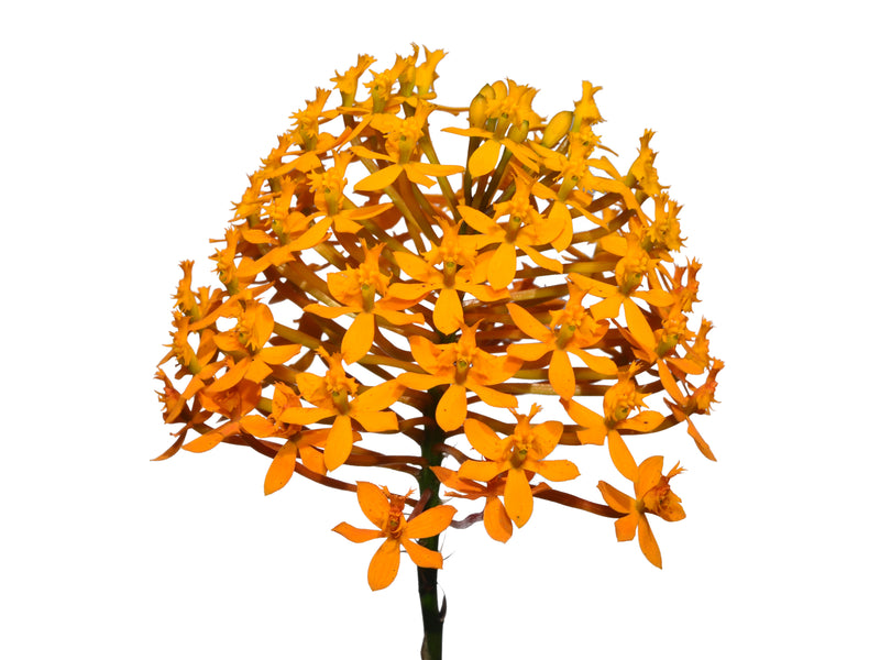 Epidendrum xanthinum