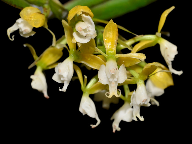 Epidendrum xelidonourum