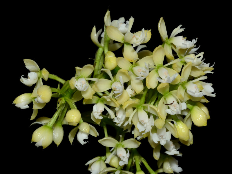 Epidendrum xelidonourum