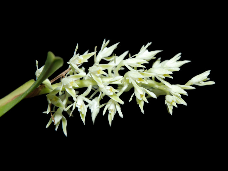 Epidendrum zosterifolium