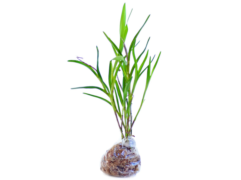 Epidendrum zosterifolium