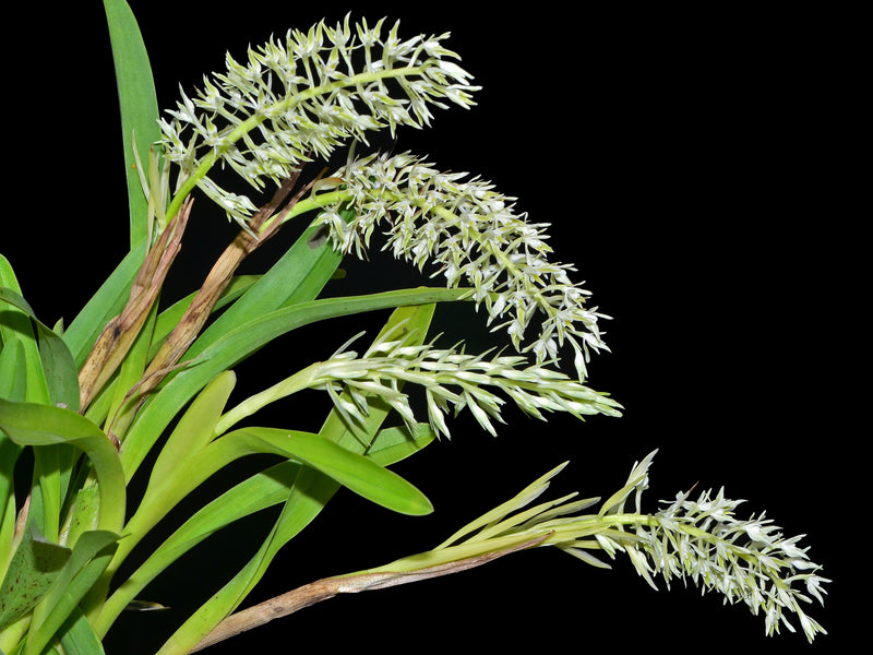 Epidendrum zosterifolium