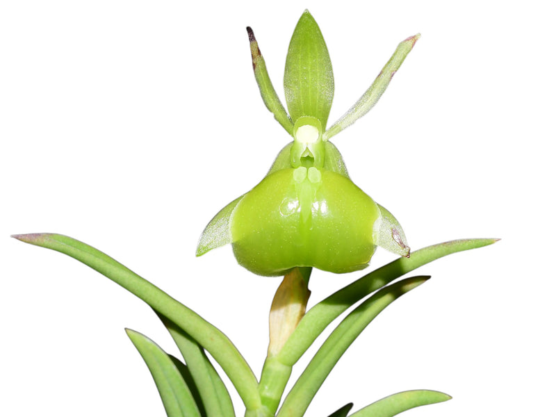 Epidendrum porpax f. viride