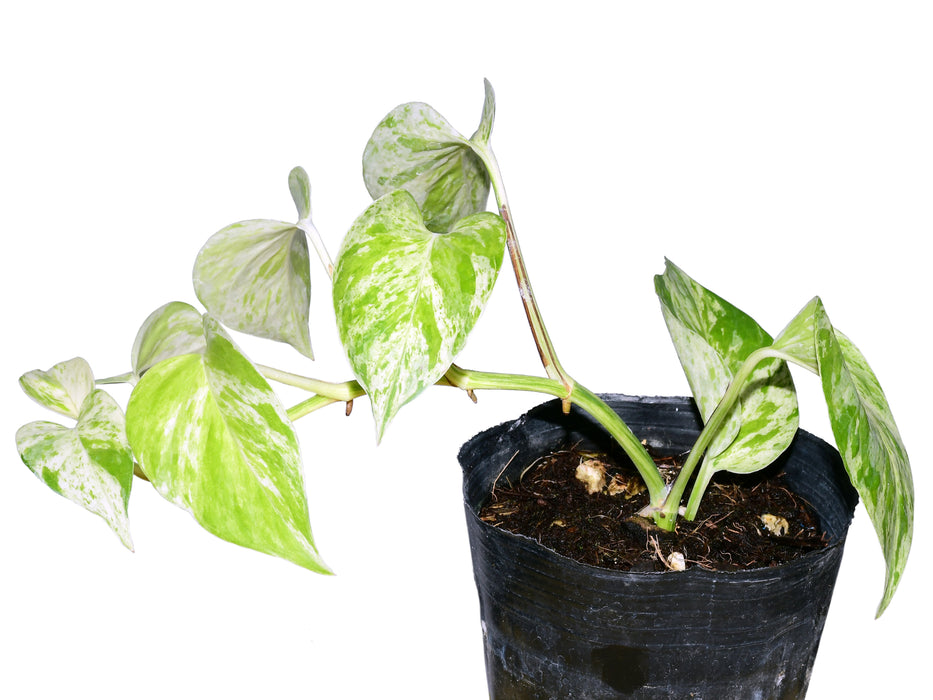 Epipremnum Marble Queen