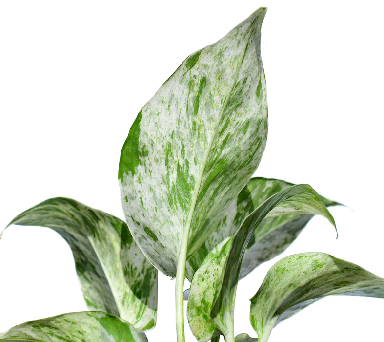 Epipremnum Marble Queen