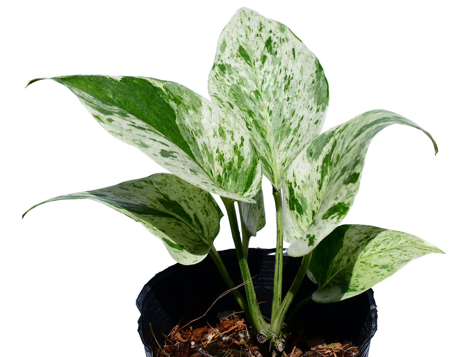 Epipremnum Marble Queen