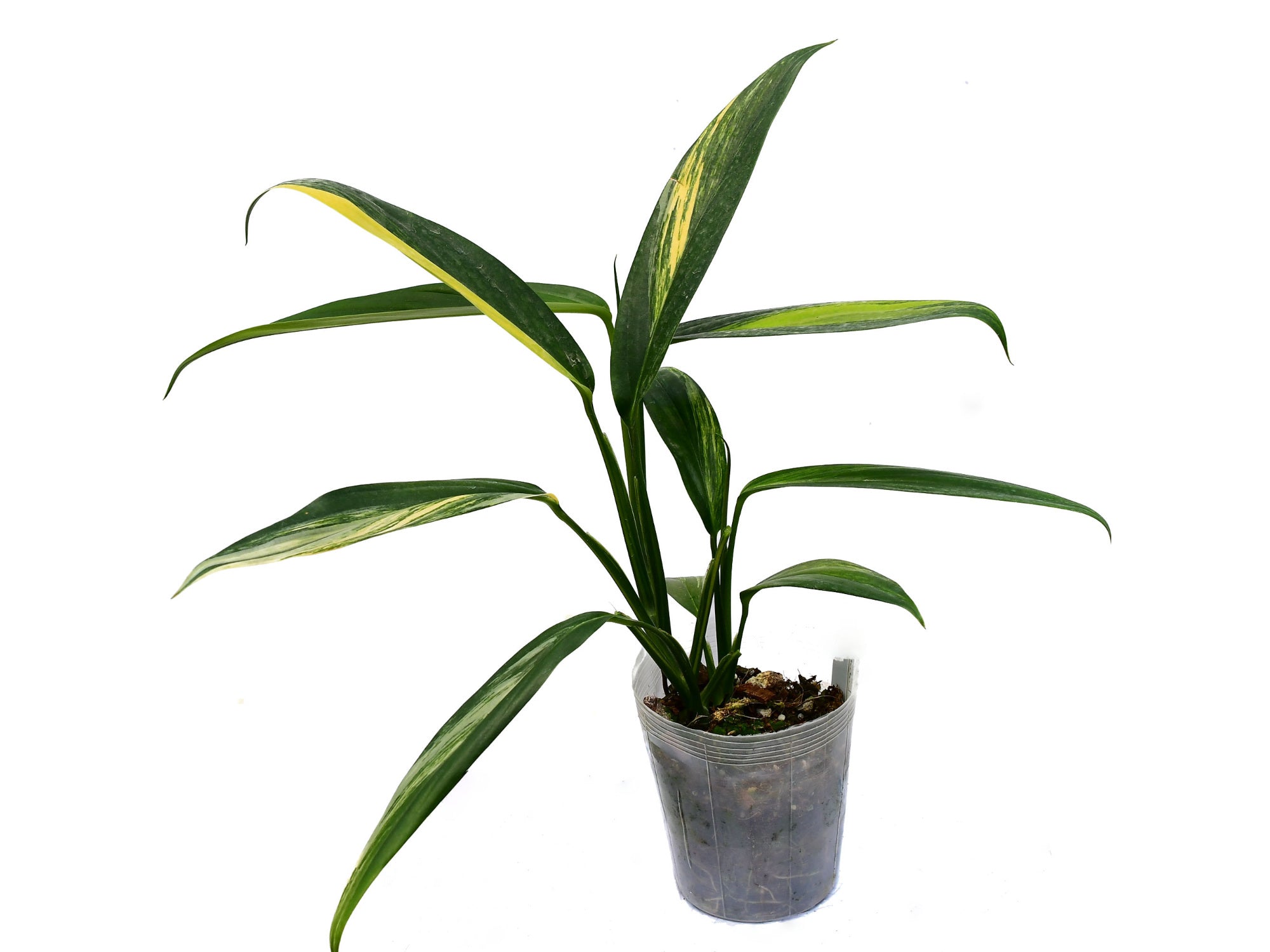 hastatum variegata Philodendron Hastatum Silver Sword Variegata - Rare Plant - Beautiful Plant