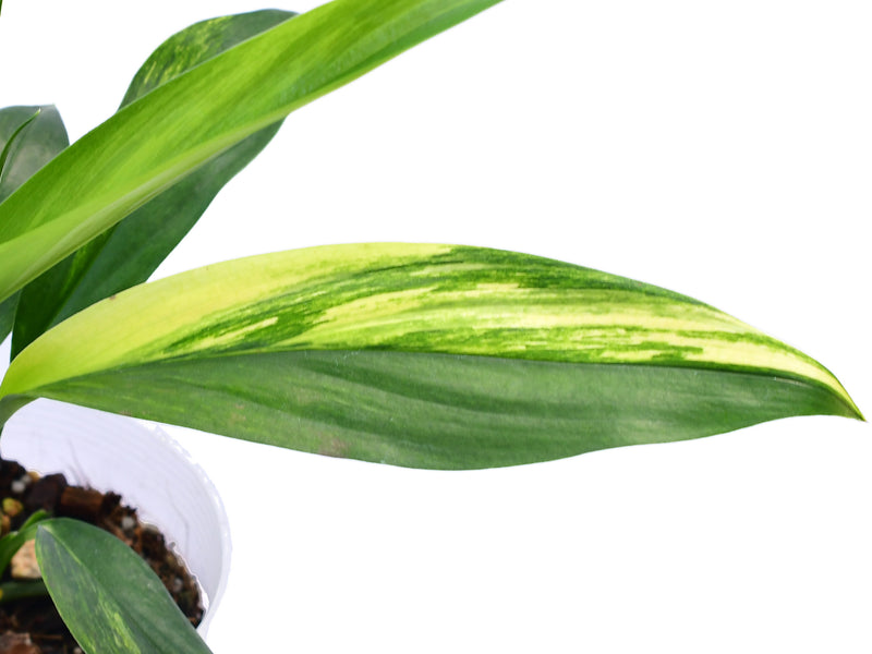 philodendron amplissimum variegated Epipremnum amplissimum variegated