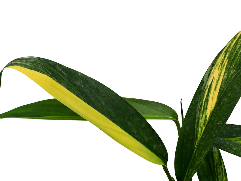 philodendron epipremnum Epipremnum amplissimum variegated — Ecuagenera Orquídeas del Ecuador
