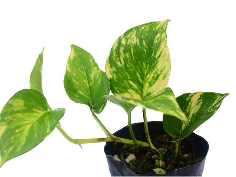 Epipremnum aureum