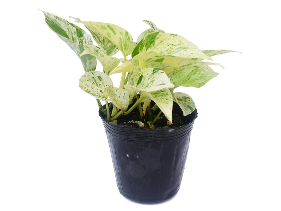 Epipremnum aureum variegated