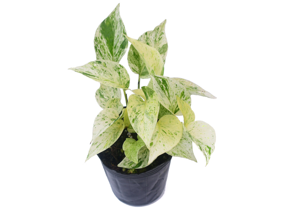 Epipremnum aureum variegated