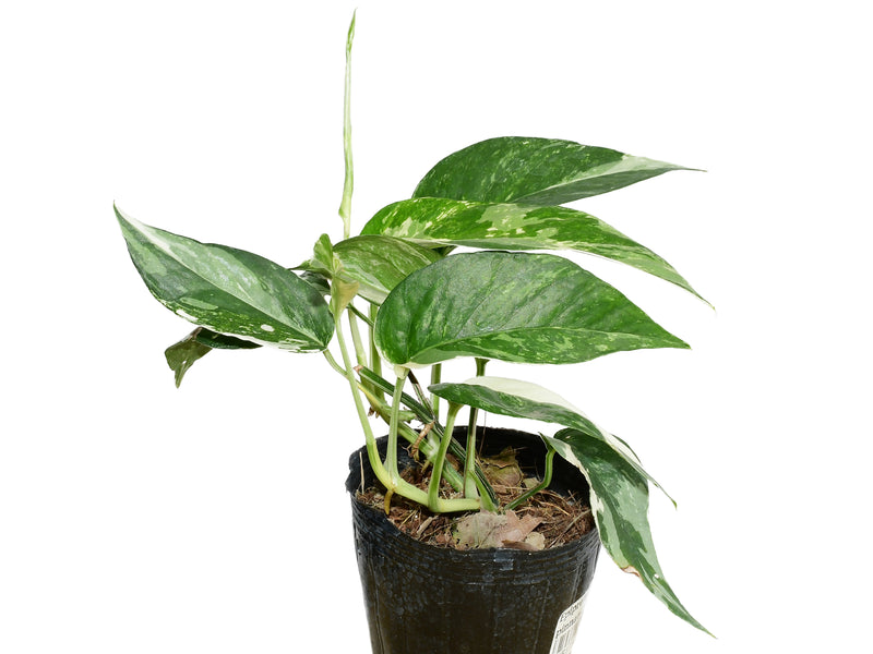 pothos pinnatum albo Epipremnum pinnatum 'Albo' — Ecuagenera Orquídeas del Ecuador