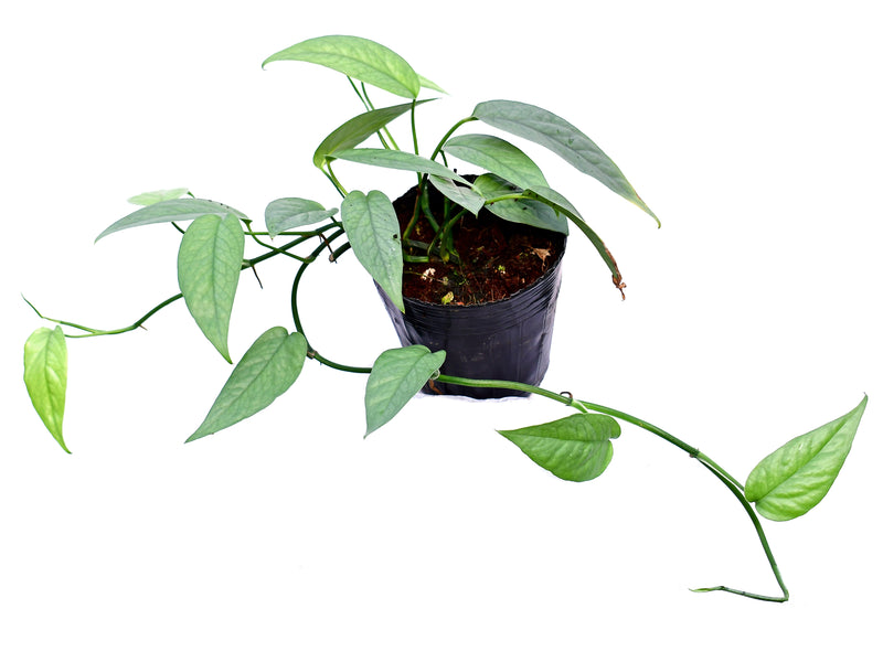 Epipremnum pinnatum 'Cebu Blue'