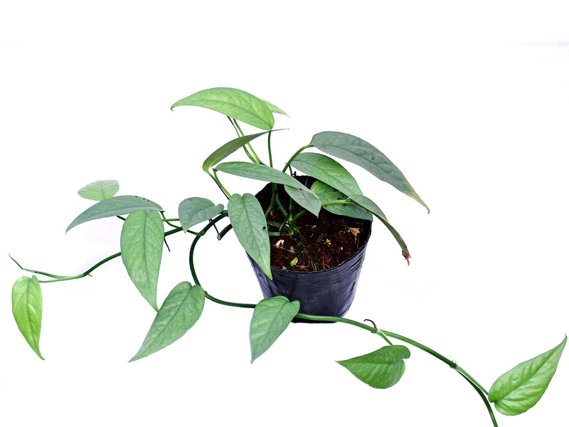 Epipremnum pinnatum 'Cebu Blue'