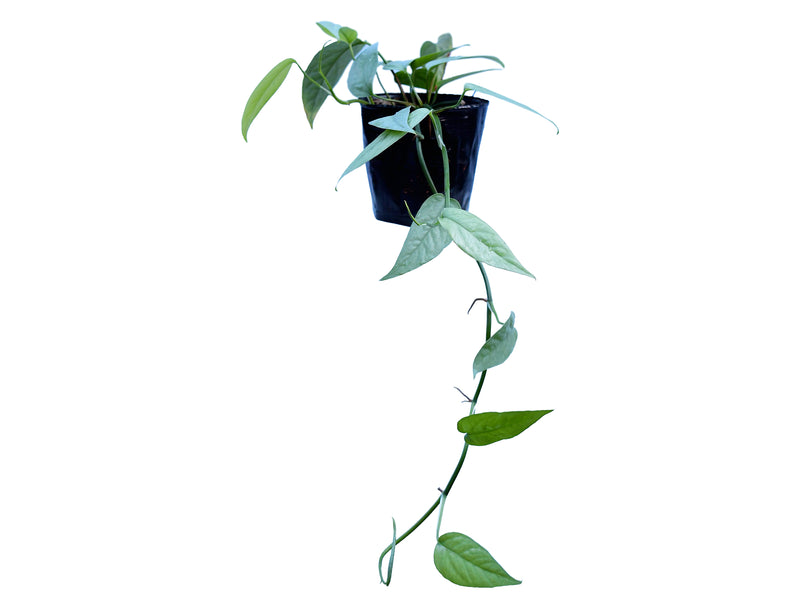Epipremnum pinnatum 'Cebu Blue'