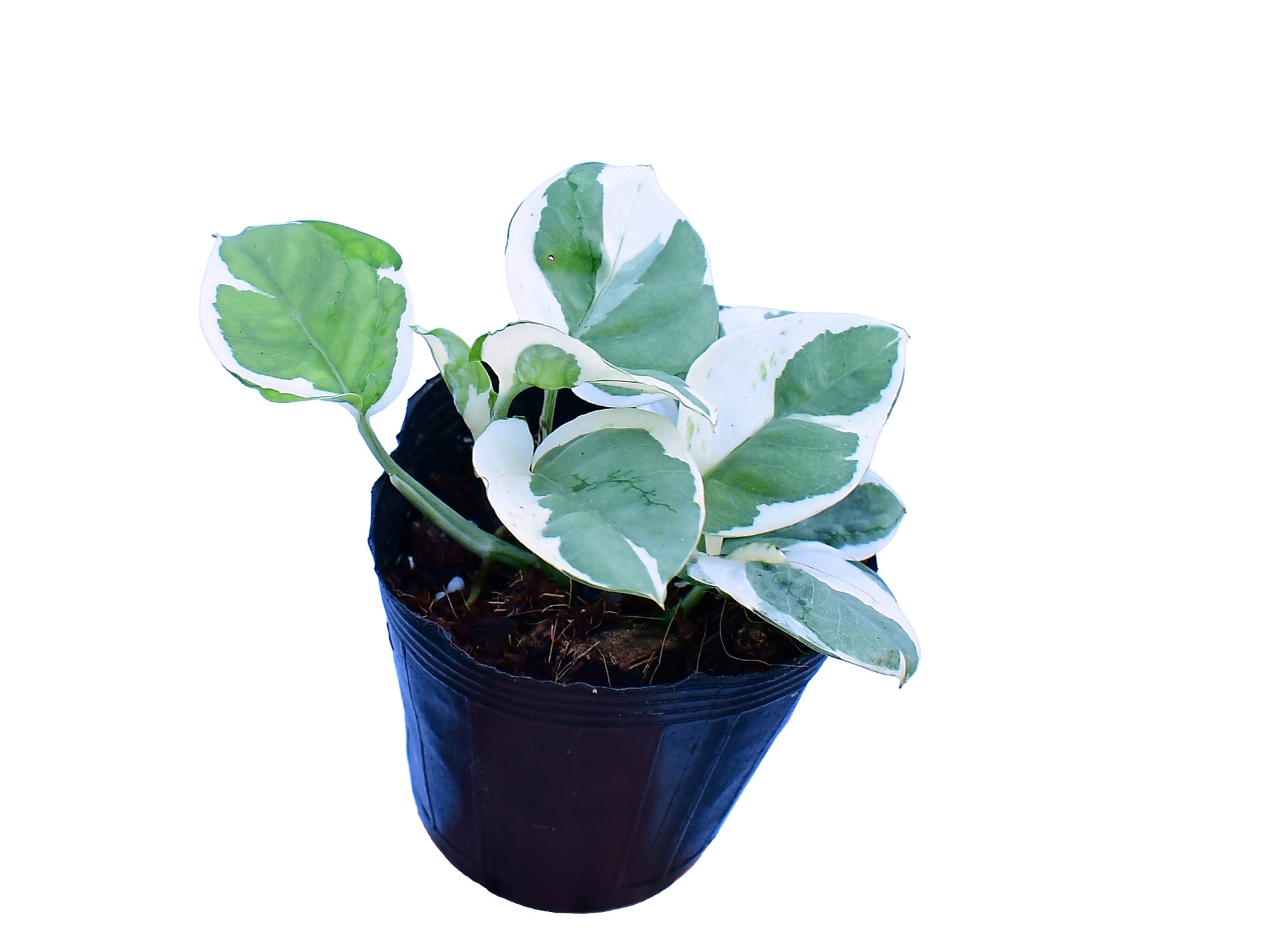 Epipremnum pinnatum 'Njoy'