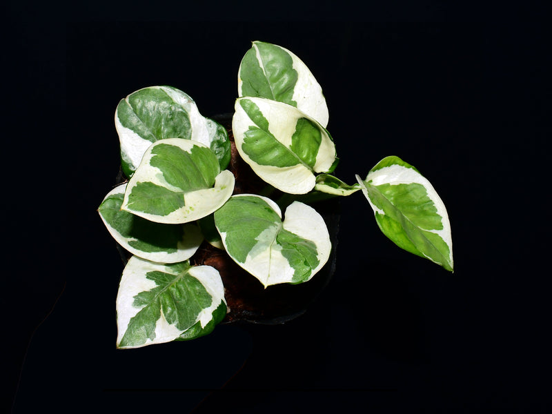 Epipremnum pinnatum 'Njoy'