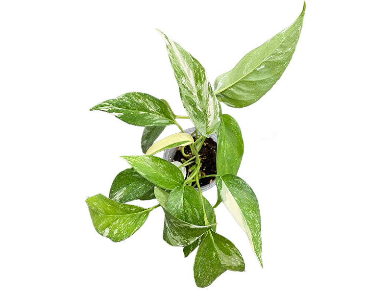 Epipremnum pinnatum variegated