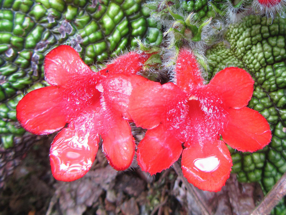 Episcia corrugada