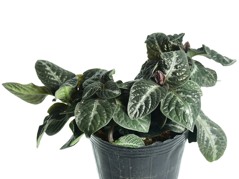 Episcia cupreata 1