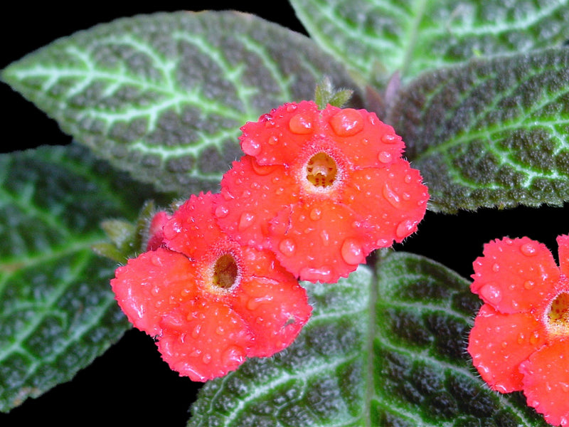Episcia cupreata